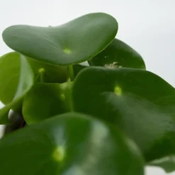Plant in a Box Regendruppelplant - Peperomia polybotrya - Hoogte 20-30cm - ⌀12cm Clearance