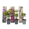 Plant in a Box Rhododendrons - Set van 3 - Rhododendron catawbiense - Hoogte 25-40cm - ⌀9cm