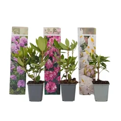 Plant in a Box Rhododendrons - Set van 3 - Rhododendron catawbiense - Hoogte 25-40cm - ⌀9cm