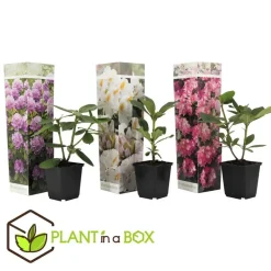 Plant in a Box Rhododendrons - Set van 3 - Rhododendron catawbiense - Hoogte 25-40cm - ⌀9cm