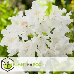 Plant in a Box Rhododendrons - Set van 3 - Rhododendron catawbiense - Hoogte 25-40cm - ⌀9cm