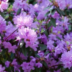 Plant in a Box Rhododendrons - Set van 3 - Rhododendron catawbiense - Hoogte 25-40cm - ⌀9cm