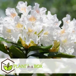 Plant in a Box Rhododendrons - Set van 3 - Rhododendron catawbiense - Hoogte 25-40cm - ⌀9cm