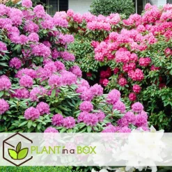 Plant in a Box Rhododendrons - Set van 3 - Rhododendron catawbiense - Hoogte 25-40cm - ⌀9cm
