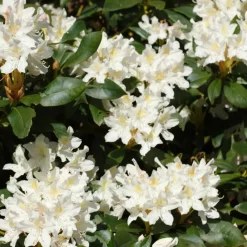 Plant in a Box Rhododendrons - Set van 3 - Rhododendron catawbiense - Hoogte 25-40cm - ⌀9cm