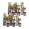 Plant in a Box Rhododendrons - Set van 6 - Rhododendron catawbiense - Hoogte 25-40cm - ⌀9cm Online