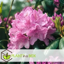Plant in a Box Rhododendrons - Set van 6 - Rhododendron catawbiense - Hoogte 25-40cm - ⌀9cm Online