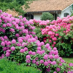 Plant in a Box Rhododendrons - Set van 6 - Rhododendron catawbiense - Hoogte 25-40cm - ⌀9cm Online