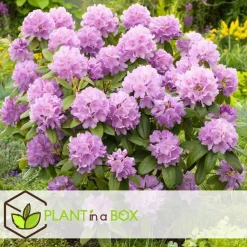Plant in a Box Rhododendrons - Set van 6 - Rhododendron catawbiense - Hoogte 25-40cm - ⌀9cm Online