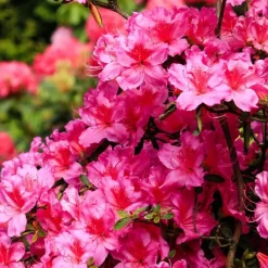 Plant in a Box Rhododendrons - Set van 6 - Rhododendron catawbiense - Hoogte 25-40cm - ⌀9cm Online