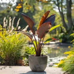 Plant in a Box Rode bananenplant - Musa sikkimensis Ever Red - Hoogte 55-70cm - ⌀21cm New