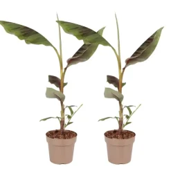 Plant in a Box Rode bananenplant - Set van 2 - Ensete ventricosum - Hoogte 55-70cm - ⌀21cm Discount