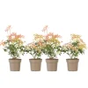 Plant in a Box Rotsheide - Set van 4 - Pieris 'Forest Flame' - Hoogte 25-40cm - ⌀17cm New