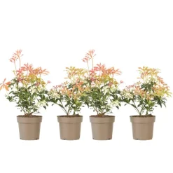 Plant in a Box Rotsheide - Set van 4 - Pieris 'Forest Flame' - Hoogte 25-40cm - ⌀17cm New