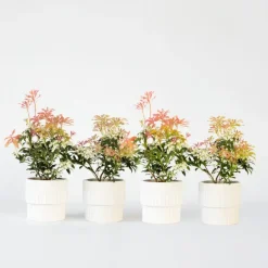 Plant in a Box Rotsheide - Set van 4 - Pieris 'Forest Flame' - Hoogte 25-40cm - ⌀17cm New