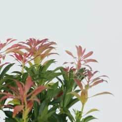 Plant in a Box Rotsheide - Set van 4 - Pieris 'Forest Flame' - Hoogte 25-40cm - ⌀17cm New
