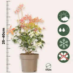 Plant in a Box Rotsheide - Set van 4 - Pieris 'Forest Flame' - Hoogte 25-40cm - ⌀17cm New