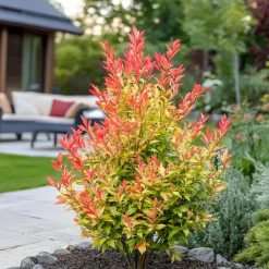 Plant in a Box Rotsheide - Set van 4 - Pieris 'Forest Flame' - Hoogte 25-40cm - ⌀17cm New