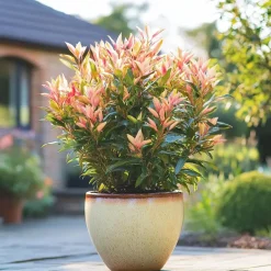 Plant in a Box Rotsheide - Set van 4 - Pieris 'Forest Flame' - Hoogte 25-40cm - ⌀17cm New