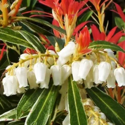 Plant in a Box Rotsheide - Set van 4 - Pieris 'Forest Flame' - Hoogte 25-40cm - ⌀17cm New