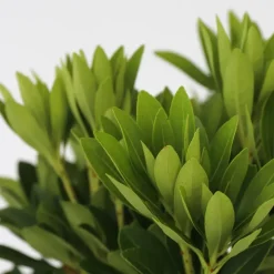 Plant in a Box Rotsheide - Set van 4 - Pieris 'Forest Flame' - Hoogte 25-40cm - ⌀17cm New