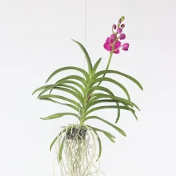 Plant in a Box Roze Orchidee L - Vanda 'Pink' - Hoogte 55-65cm Online