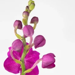 Plant in a Box Roze Orchidee L - Vanda 'Pink' - Hoogte 55-65cm Online