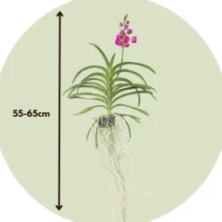 Plant in a Box Roze Orchidee L - Vanda 'Pink' - Hoogte 55-65cm Online