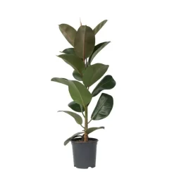 Plant in a Box Rubberplant - Ficus Elastica 'Robusta' - Hoogte 75-100cm - ⌀24cm Best