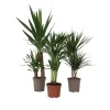 Plant in a Box Set grote kamerpalmen - Set van 3 - Indoor Palmmix XL - Hoogte 70-90cm - ⌀17cm Discount