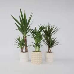 Plant in a Box Set grote kamerpalmen - Set van 3 - Indoor Palmmix XL - Hoogte 70-90cm - ⌀17cm Discount