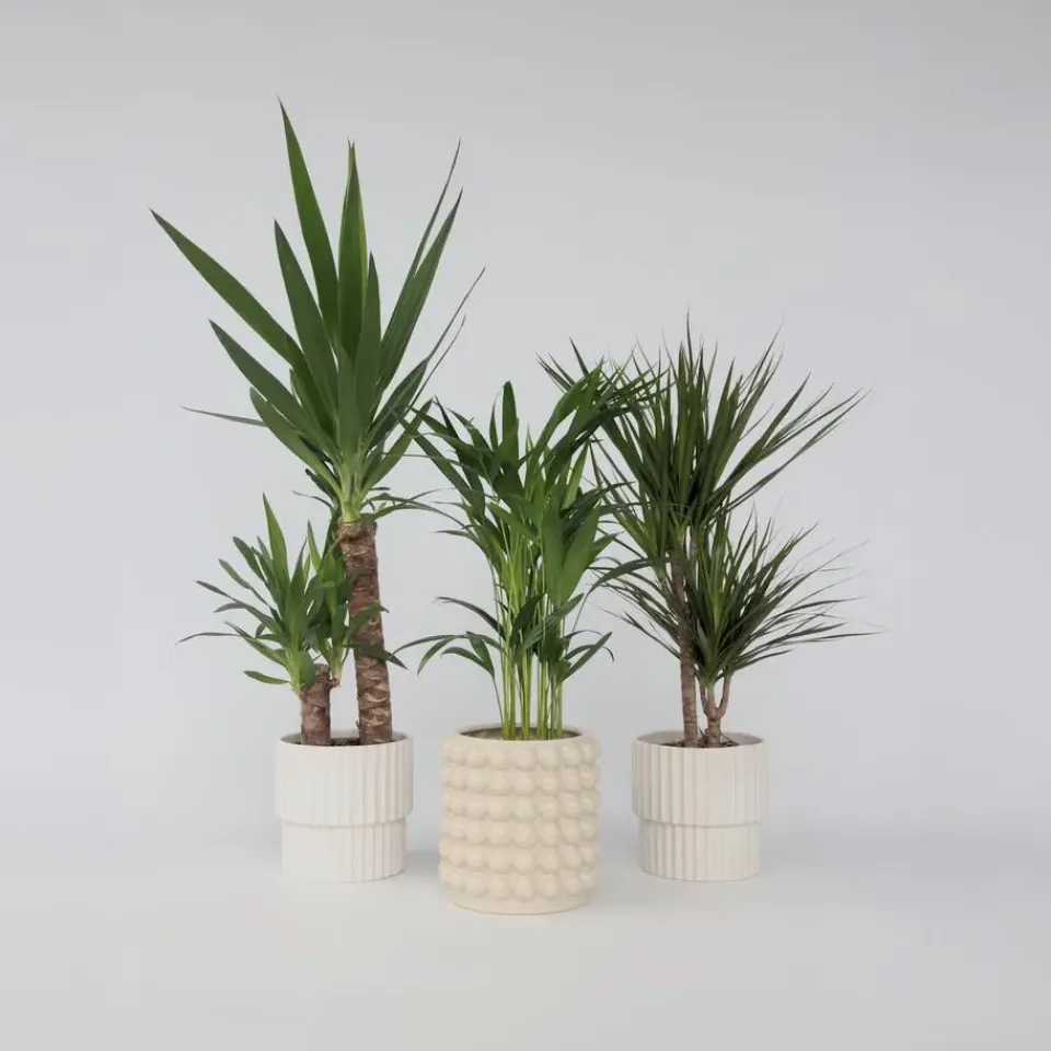 Plant in a Box Set grote kamerpalmen - Set van 3 - Indoor Palmmix XL - Hoogte 70-90cm - ⌀17cm Discount