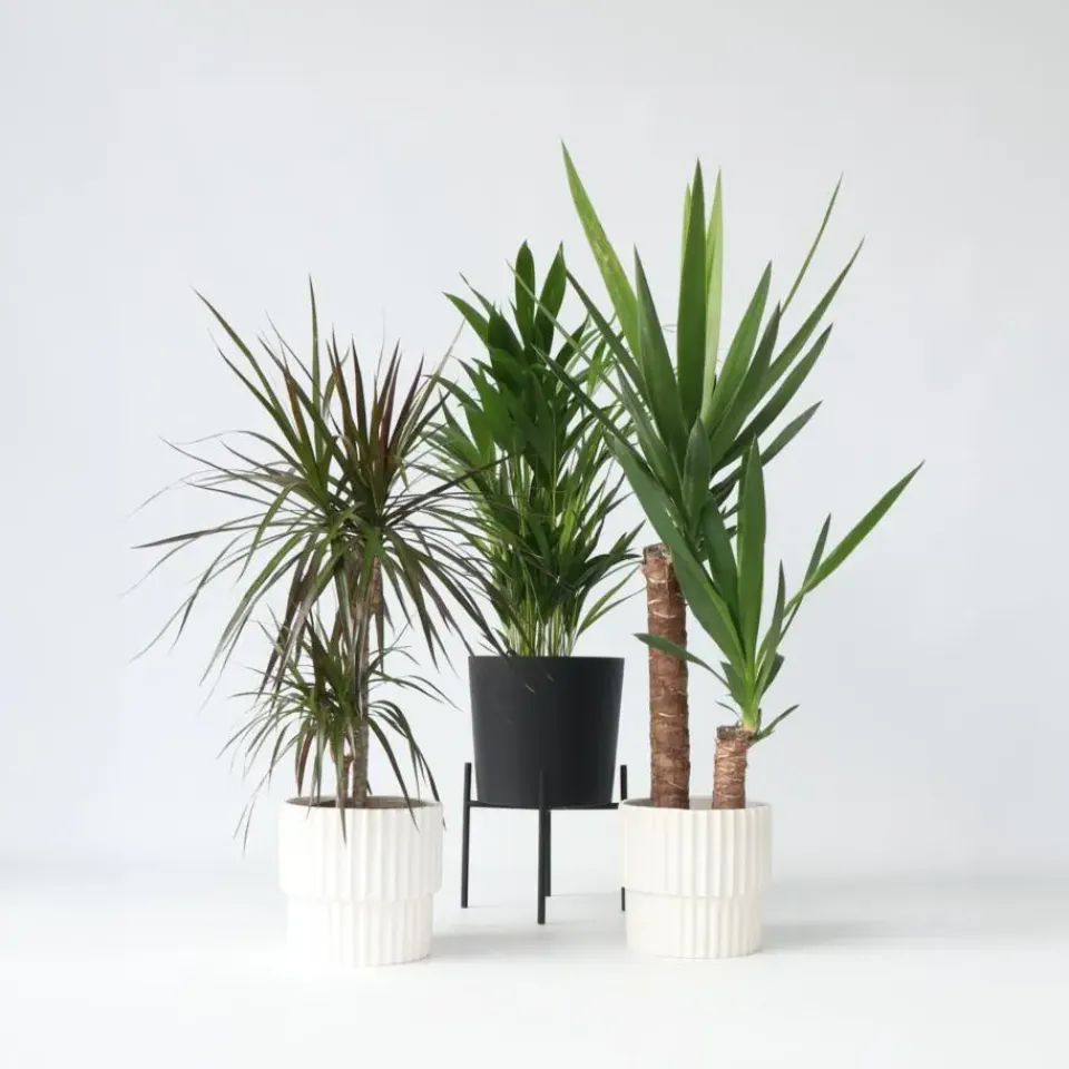 Plant in a Box Set grote kamerpalmen - Set van 3 - Indoor Palmmix XL - Hoogte 70-90cm - ⌀17cm Discount