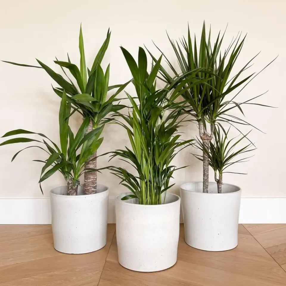 Plant in a Box Set grote kamerpalmen - Set van 3 - Indoor Palmmix XL - Hoogte 70-90cm - ⌀17cm Discount