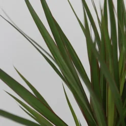 Plant in a Box Set grote kamerpalmen - Set van 3 - Indoor Palmmix XL - Hoogte 70-90cm - ⌀17cm Discount