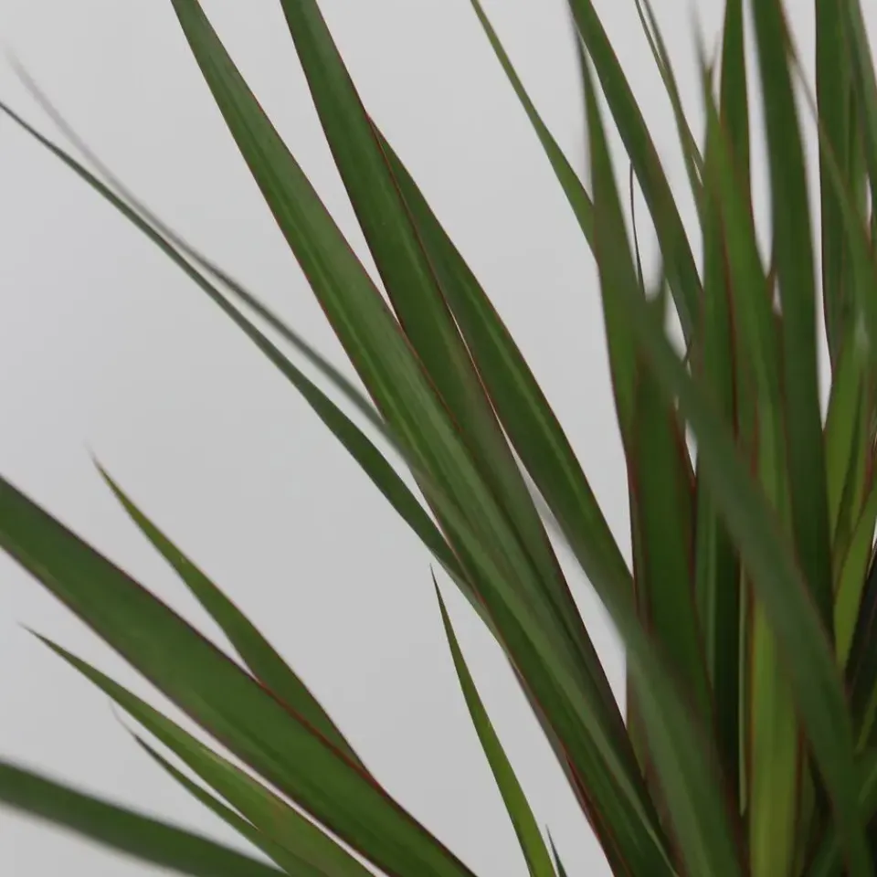 Plant in a Box Set grote kamerpalmen - Set van 3 - Indoor Palmmix XL - Hoogte 70-90cm - ⌀17cm Discount