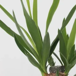 Plant in a Box Set grote kamerpalmen - Set van 3 - Indoor Palmmix XL - Hoogte 70-90cm - ⌀17cm Discount