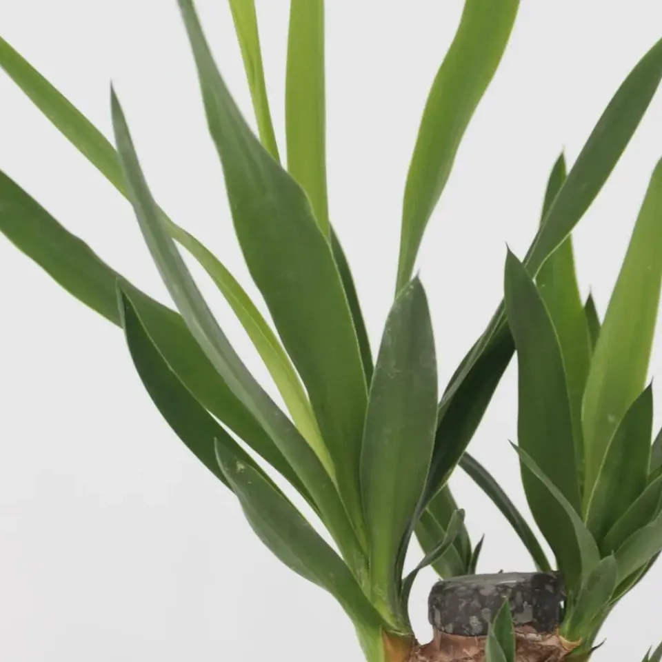 Plant in a Box Set grote kamerpalmen - Set van 3 - Indoor Palmmix XL - Hoogte 70-90cm - ⌀17cm Discount