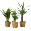 Plant in a Box Set van 3 mini kamerpalmen incl. mandjes - Hoogte 25-40cm - ⌀12cm Clearance