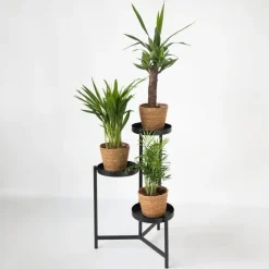 Plant in a Box Set van 3 mini kamerpalmen incl. mandjes - Hoogte 25-40cm - ⌀12cm Clearance