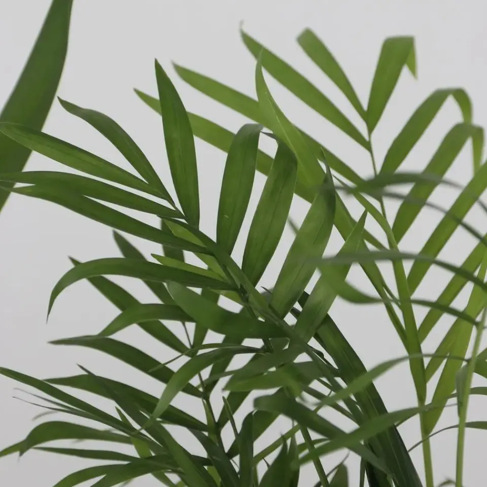 Plant in a Box Set van 3 mini kamerpalmen incl. mandjes - Hoogte 25-40cm - ⌀12cm Clearance