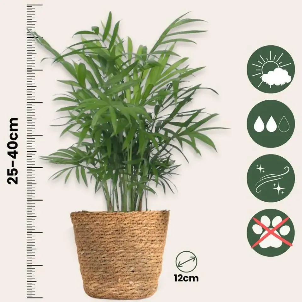 Plant in a Box Set van 3 mini kamerpalmen incl. mandjes - Hoogte 25-40cm - ⌀12cm Clearance