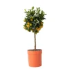 Plant in a Box Sinaasappelboom - Citrus mitis 'Calamondin' - Hoogte 55-65cm - ⌀19cm New