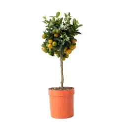 Plant in a Box Sinaasappelboom - Citrus mitis 'Calamondin' - Hoogte 55-65cm - ⌀19cm New