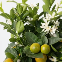 Plant in a Box Sinaasappelboom - Citrus mitis 'Calamondin' - Hoogte 55-65cm - ⌀19cm New