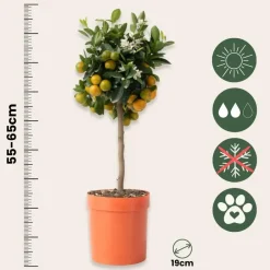 Plant in a Box Sinaasappelboom - Citrus mitis 'Calamondin' - Hoogte 55-65cm - ⌀19cm New