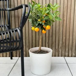 Plant in a Box Sinaasappelboom - Citrus mitis 'Calamondin' - Hoogte 55-65cm - ⌀19cm New