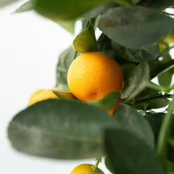 Plant in a Box Sinaasappelboom - Citrus mitis 'Calamondin' - Hoogte 55-65cm - ⌀19cm New
