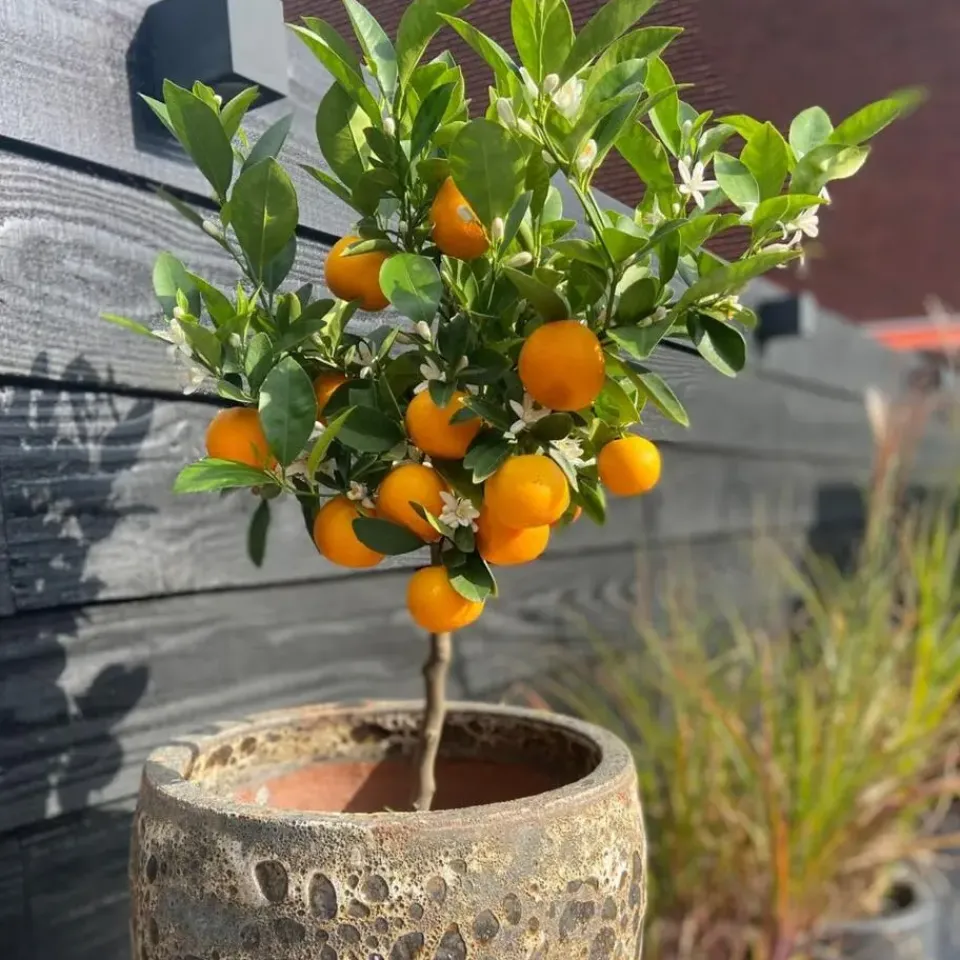Plant in a Box Sinaasappelboom - Set van 3 - Citrus mitis Calamondin - Hoogte 25-40cm - ⌀9cm Online