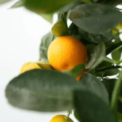 Plant in a Box Sinaasappelboom - Set van 3 - Citrus mitis Calamondin - Hoogte 25-40cm - ⌀9cm Online